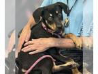 Rottweiler Mix DOG FOR ADOPTION RGADN-1353449 - Gena Grace - - Rottweiler /