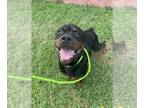 Rottweiler DOG FOR ADOPTION RGADN-1353558 - GOGO - Rottweiler (short coat) Dog