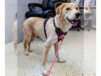 Golden Retriever Mix DOG FOR ADOPTION RGADN-1353641 - Sadie - Golden Retriever /