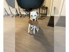 Dalmatian Mix DOG FOR ADOPTION RGADN-1353642 - Pongo - Dalmatian / Mixed Dog For