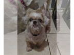 Shih Tzu DOG FOR ADOPTION RGADN-1353651 - Abby - Shih Tzu (medium coat) Dog For