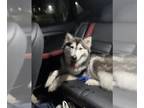 Siberian Husky DOG FOR ADOPTION RGADN-1353676 - A724471 - Siberian Husky (medium