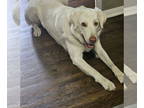 Labrenees DOG FOR ADOPTION RGADN-1353824 - Marshmallow - Great Pyrenees /