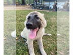 Anatolian Shepherd-Great Pyrenees Mix DOG FOR ADOPTION RGADN-1353857 - Ajax -