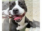 American Pit Bull Terrier Mix DOG FOR ADOPTION RGADN-1353907 - DA 45 Munster