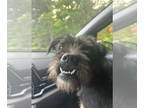 Affenpinscher Mix DOG FOR ADOPTION RGADN-1354225 - Adele - Affenpinscher /