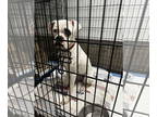 Bullboxer Pit DOG FOR ADOPTION RGADN-1354283 - Jojo - Boxer / Pit Bull Terrier /