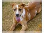 American Staffordshire Terrier DOG FOR ADOPTION RGADN-1354430 - WOODY - American