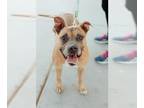 Boxer Mix DOG FOR ADOPTION RGADN-1354675 - BABYGIRL - Boxer / Mixed (medium