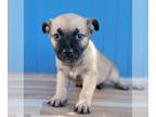 Black Mouth Cur-Pug Mix DOG FOR ADOPTION RGADN-1354779 - Vrai - Black Mouth Cur