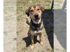 Labrador Retriever Mix DOG FOR ADOPTION RGADN-1354953 - Rocco - Hound / Labrador