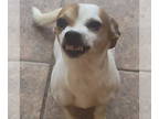 Jack Chi DOG FOR ADOPTION RGADN-1354961 - Happy Feet - Jack Russell Terrier /