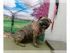 Mastiff Mix DOG FOR ADOPTION RGADN-1354989 - TEDDY - Mastiff / Mixed (medium