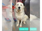 Great Pyrenees DOG FOR ADOPTION RGADN-1355028 - Candy Corn - Great Pyrenees Dog