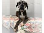 Boxer DOG FOR ADOPTION RGADN-1355053 - CAPRI SUN - Boxer (medium coat) Dog For