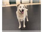 Shepradors DOG FOR ADOPTION RGADN-1355083 - TAHOE - Labrador Retriever / German