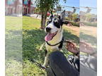 Siberian Husky Mix DOG FOR ADOPTION RGADN-1355216 - coconut - Siberian Husky /