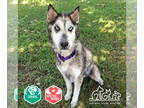 Siberian Husky DOG FOR ADOPTION RGADN-1355601 - LOLA - Siberian Husky (medium