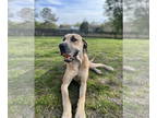 Great Dane DOG FOR ADOPTION RGADN-1355733 - Phoebe - Great Dane (short coat) Dog