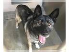 Akita DOG FOR ADOPTION RGADN-1355742 - SAKI - Akita (medium coat) Dog For