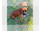 Boxer DOG FOR ADOPTION RGADN-1355786 - Holy - Boxer Dog For Adoption