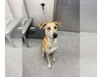 Labrador Retriever-Siberian Husky Mix DOG FOR ADOPTION RGADN-1356084 - PINKY -