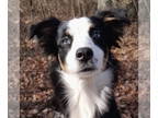 Australian Shepherd DOG FOR ADOPTION RGADN-1356308 - Raven - Australian Shepherd