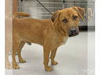 Golden Retriever Mix DOG FOR ADOPTION RGADN-1356341 - Tony Montana - Shepherd /