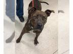 American Pit Bull Terrier DOG FOR ADOPTION RGADN-1356371 - Dog - Pit Bull