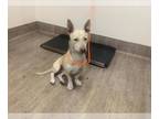 Pharaoh Hound Mix DOG FOR ADOPTION RGADN-1356420 - MIKEY - Pharaoh Hound / Mixed