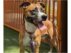 Boxer-German Shepherd Dog Mix DOG FOR ADOPTION RGADN-1356500 - BOSA - Boxer /