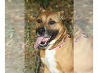 Boxer Mix DOG FOR ADOPTION RGADN-1356528 - Nala - Boxer / Mixed (short coat) Dog