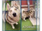 Mix DOG FOR ADOPTION RGADN-1356609 - SHADOW - Husky (medium coat) Dog For