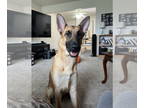 German Shepherd Dog Mix DOG FOR ADOPTION RGADN-1357020 - Poseidon- courtesy -