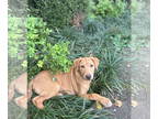 Sheprador DOG FOR ADOPTION RGADN-1357044 - Cleo - Labrador Retriever /