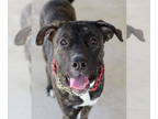 Mastiff Mix DOG FOR ADOPTION RGADN-1357047 - Bruno - Mastiff / Mixed Dog For