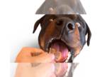 Rottweiler DOG FOR ADOPTION RGADN-1357082 - Wilcox - Rottweiler Dog For Adoption