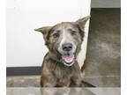 German Shepherd Dog Mix DOG FOR ADOPTION RGADN-1357196 - Luna - German Shepherd