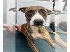 Plott Hound Mix DOG FOR ADOPTION RGADN-1357221 - RACCOON - Plott Hound / Mixed