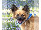 Papillon Mix DOG FOR ADOPTION RGADN-1357420 - Muncy - Foster or Adopt Me!