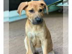 Black Mouth Cur-Labrador Retriever Mix DOG FOR ADOPTION RGADN-1357551 - JR -