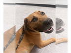 Black Mouth Cur-Rhodesian Ridgeback Mix DOG FOR ADOPTION RGADN-1357677 - Frank