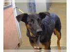 Doberman Pinscher Mix DOG FOR ADOPTION RGADN-1358000 - RAMBO - Doberman Pinscher