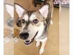 Huskies Mix DOG FOR ADOPTION RGADN-1358171 - ASPEN - Husky / Mixed (medium coat)