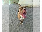 American Bandogge mastiff DOG FOR ADOPTION RGADN-1358251 - Hugo - Mastiff / Pit