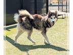 Siberian Husky DOG FOR ADOPTION RGADN-1358260 - GIBLET - Siberian Husky (medium