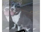 American Pit Bull Terrier Mix DOG FOR ADOPTION RGADN-1358440 - Kris SC - Pit