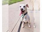 Jack-A-Bee DOG FOR ADOPTION RGADN-1358466 - Penny - Beagle / Jack Russell