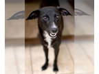 Collie-Italian Greyhound Mix DOG FOR ADOPTION RGADN-1358471 - Andi - Italian