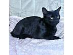 Mama Cat, Domestic Shorthair For Adoption In Rutherfordton, North Carolina